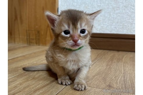 成約済の千葉県のソマリ-112456の5枚目